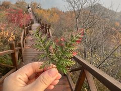 -大岭沟猕猴桃谷风景区