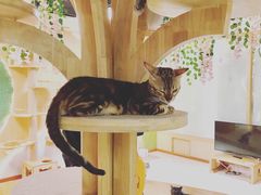 -猫和宫(六道口店)