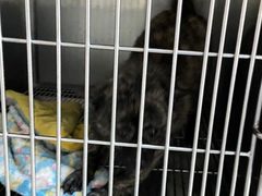 -爱贝特动物医院·猫口炎专科