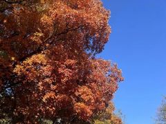 -北京西山国家森林公园