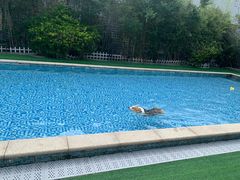 -汪说喵讲宠物乐园宠物酒店(红星美凯龙店)