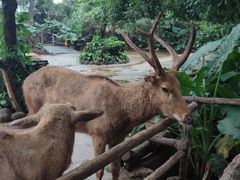 -海南热带野生动植物园