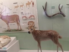 -北京麋鹿生态实验中心