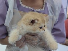 -小猫来了·猫舍(红山六九七九店)