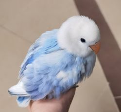 -巍阁高端月子会所