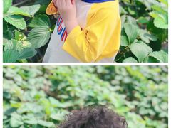 -小鱼草莓采摘园农家乐·小鱼餐厅