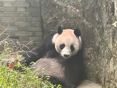 -都江堰中华大熊猫苑