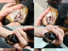 -悠尼宠物·独立低压伊珊娜洗护·美容·寄养(兰谷路店)