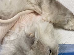 -美联众合动物医院·24h京西诊疗中心
