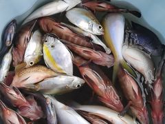 -小猫钓鱼海钓俱乐部(椰梦长廊店)