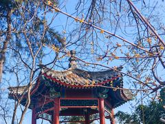 -近春园遗址