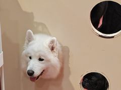 -和它·交个朋友·狗咖猫咖(爱琴海店)