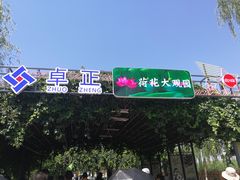 -白洋淀景区
