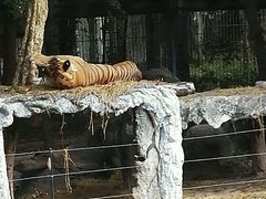 -清迈夜间动物园