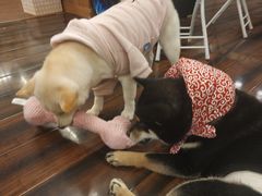 -豆柴町-柴犬主题狗咖(红鼎国际C座店)