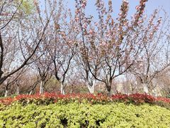 -大塘金香草谷