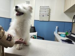 -凯瑞希宠物医院·狂犬免疫·微创·皮肤科