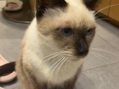 -飞行喵MR PILOT|猫舍·猫咖(静安大融城店)