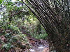 -滴水岩森林公园