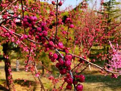 -大兴滨河森林公园