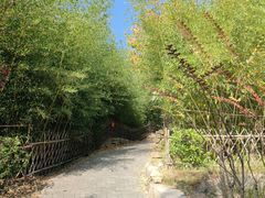 -竹子庵公园