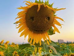 -汉长安城未央宫国家考古遗址公园