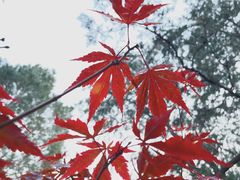 -香山公园