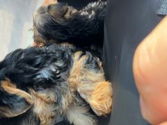 -芭比堂动物医院·CT·微创中心(新顺分院)