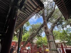 -晋祠公园