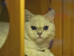 -Pets First伊珊娜洗护·精致美容·家庭式寄养(新会路店)