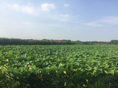 -荷塘月色湿地公园·向阳花洲