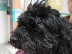 -爱侣宠医·鹦鹉专科·小型哺乳类·异宠专科(灵石路店)