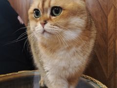 -MOCHA明星猫咖(田子坊店)