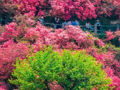 -木兰云雾山