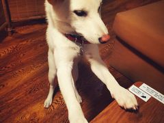 -柴务处·柴犬主题狗咖