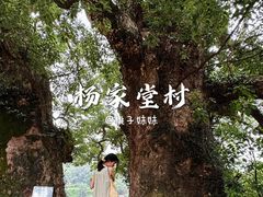 -杨家堂村