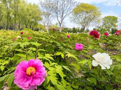 -合肥三国新城遗址公园