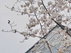 -长春观