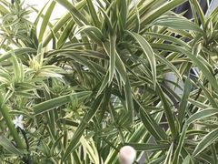 -新湖明珠城