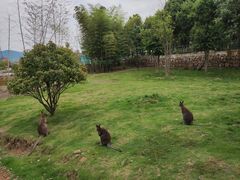 -安徽大青山野生动物世界
