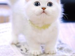 -十年猫舍·猫咪专门店(普陀店)