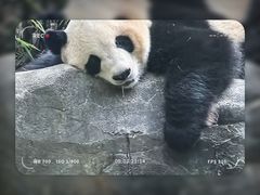 -广州长隆野生动物世界