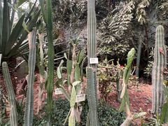 -呀路古热带植物园