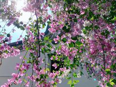 -深圳国际园林花卉博览园