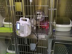 做完手术打针中。-瑞鹏宠物医院·爱宠堂·骨外专科(西荷分院)