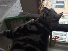海边的猫和咖啡馆-海边的猫和咖啡馆