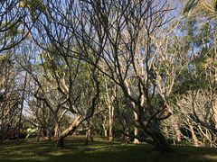 -中国科学院西双版纳热带植物园