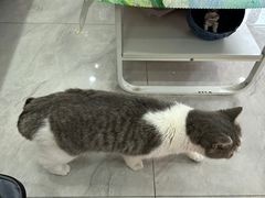 -瑞派·爱瑞可动物医院·口腔专科(广华新城分院)