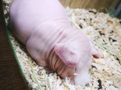 -藦茜花园宠物主题亲子互动体验馆(国顺东路店)