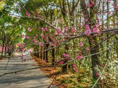 -上海海湾国家森林公园